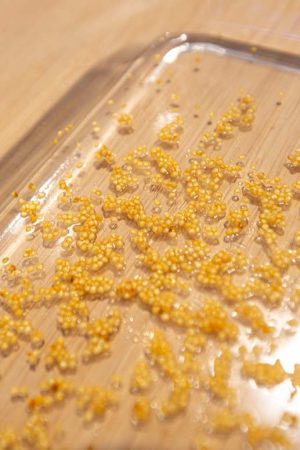 Séchage des semences d'Ashwagandha Séchage des semences d'Ashwagandha