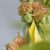 Baies d’Ashwagandha dans leur calice