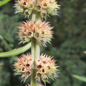 Leonurus japonicus