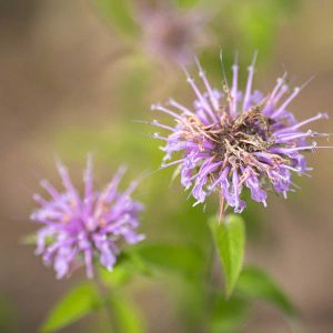 Monarda fistulosa