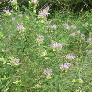Monarda fistulosa