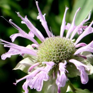 Monarda fistulosa