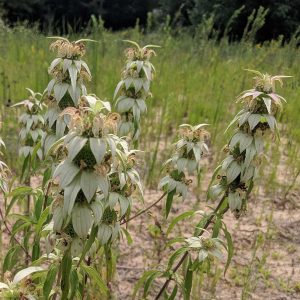 Monarda punctata
