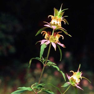 Monarda punctata