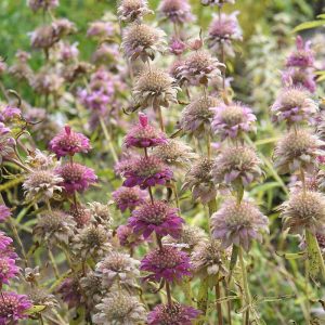 Monarda citriodora