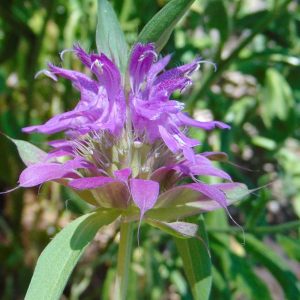 Monarda citriodora