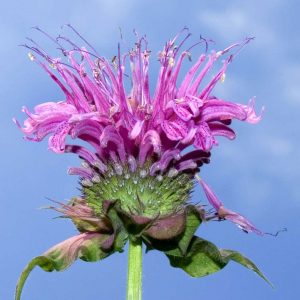 Monarda didyma