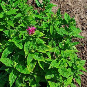 Monarda didyma