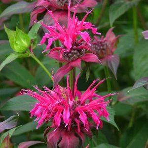 Monarda didyma