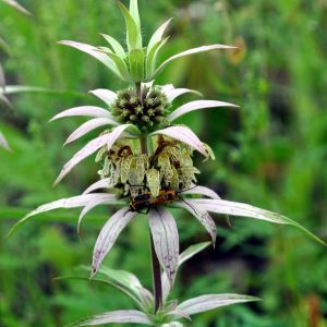 Monarda punctata