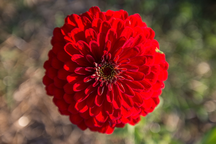 Les Qualités Médicinales des Zinnias