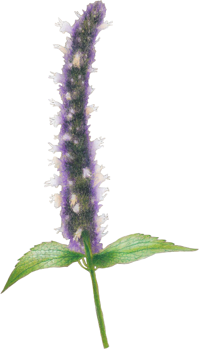 A0102_Agastache_mexicana Epi floral d’Agastache mexicana