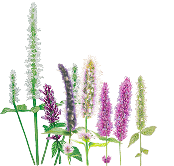 Agastache compo 2 Agastache compo 2