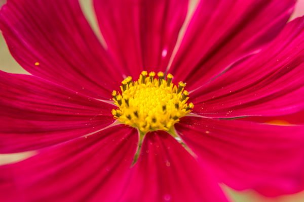 Cosmos_Rose_fleur_macro Fleurons de Cosmos