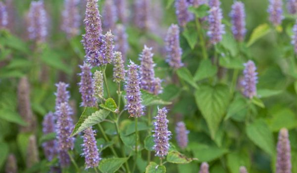 Epis floraux d’Agastache foeniculum Epis floraux d’Agastache foeniculum