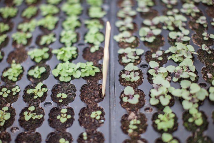 Jeunes plants d’Agastache