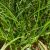 Millets Himalayan Finger2
