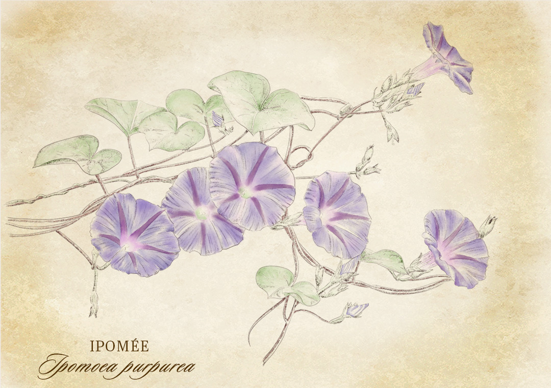 Botanical_sketch_ipomee