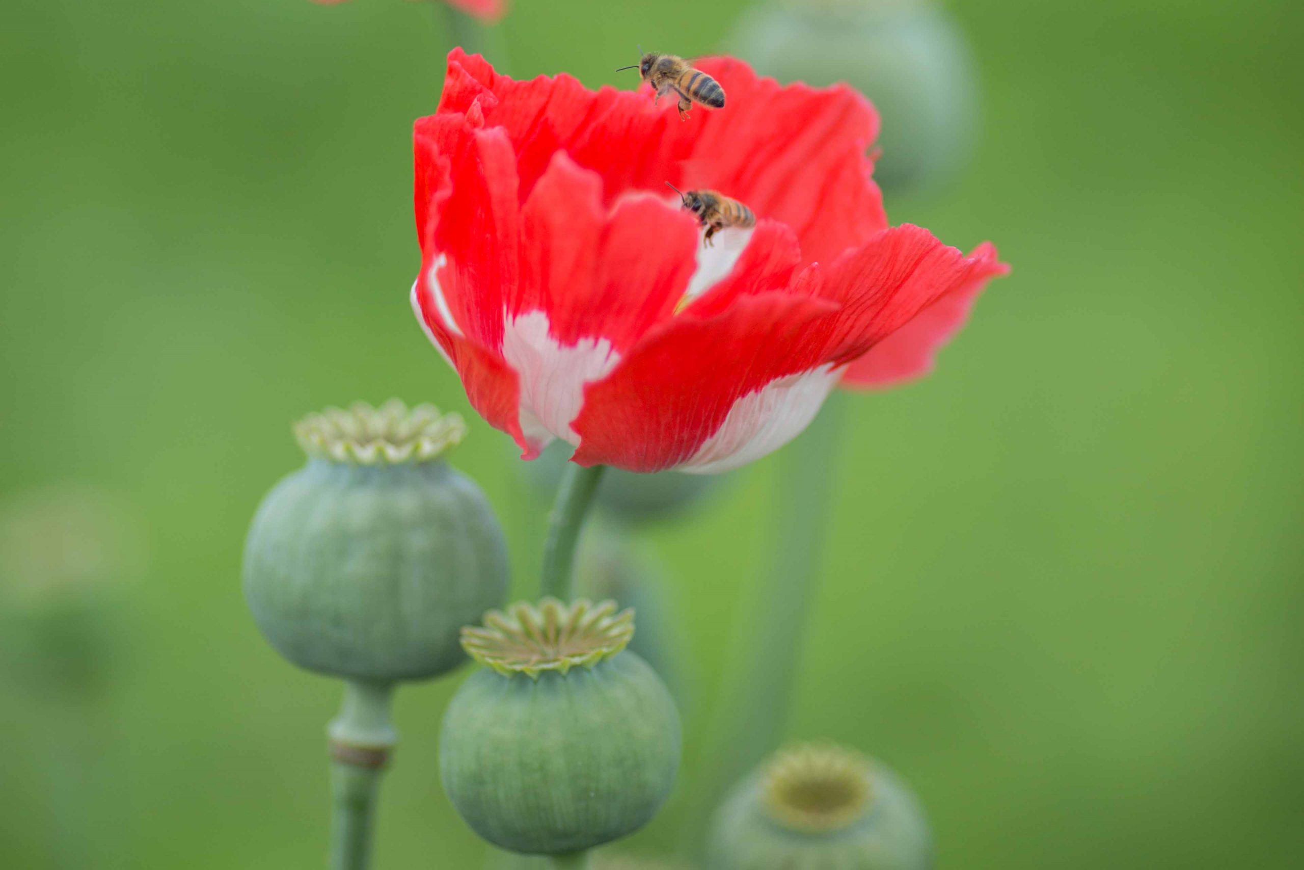 Papaver somniferum