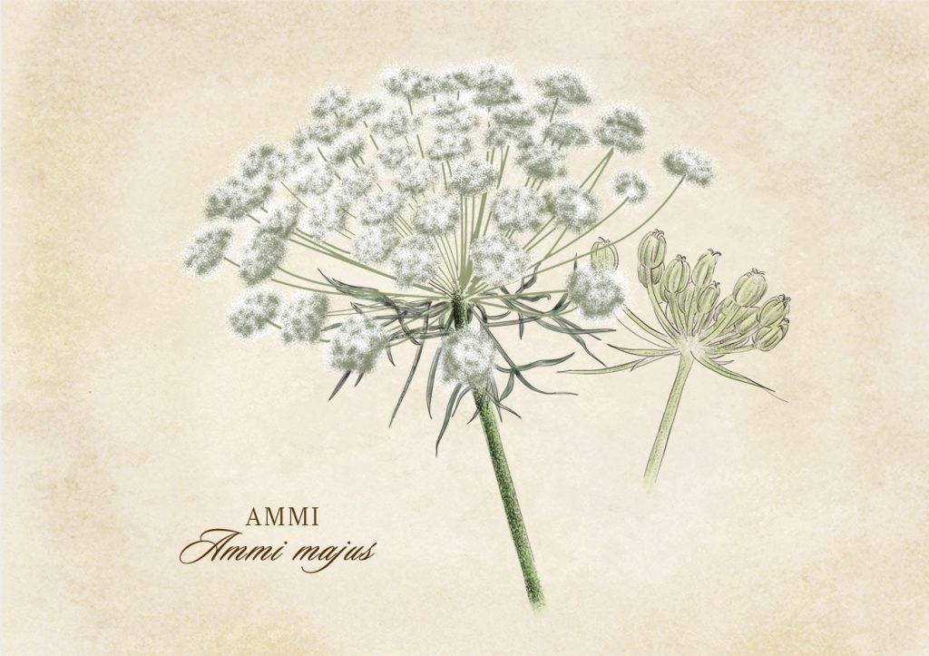 Les Qualités Médicinales des Ammi