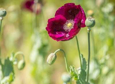 Papaver somniferum Papaver somniferum