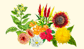 Assortiment de fleurs pour pollinisateurs