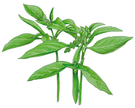 plante_Basilic_Malawi_Camphor