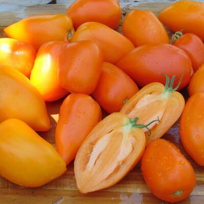 tomate Andine Orange