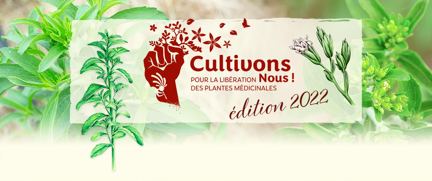 Entete Cultivons Nous 2022 Stevia Raubiana