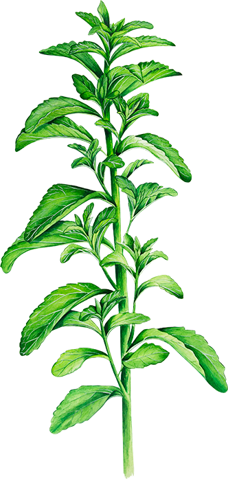 Plant de Stévia