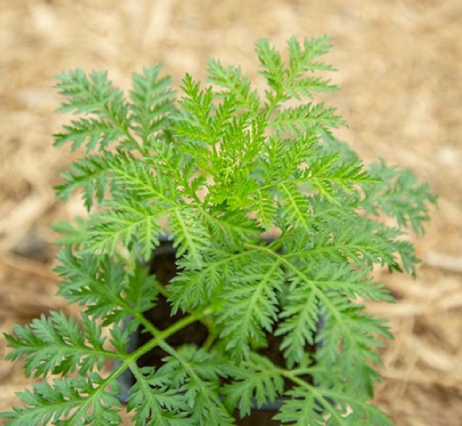 Plants d'Artemisia annua