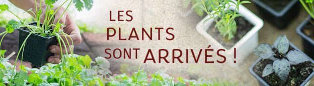 Plants biologiques, cultivés en Ariège, issus de semences de Kokopelli !