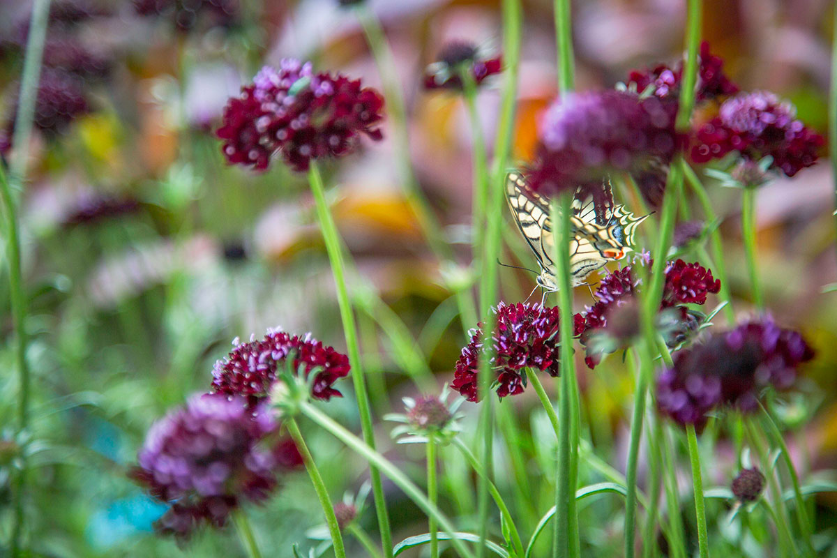Papillon entouré de fleurs de Scabieuse