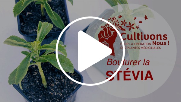 Miniature Video CVN bouturage Stevia