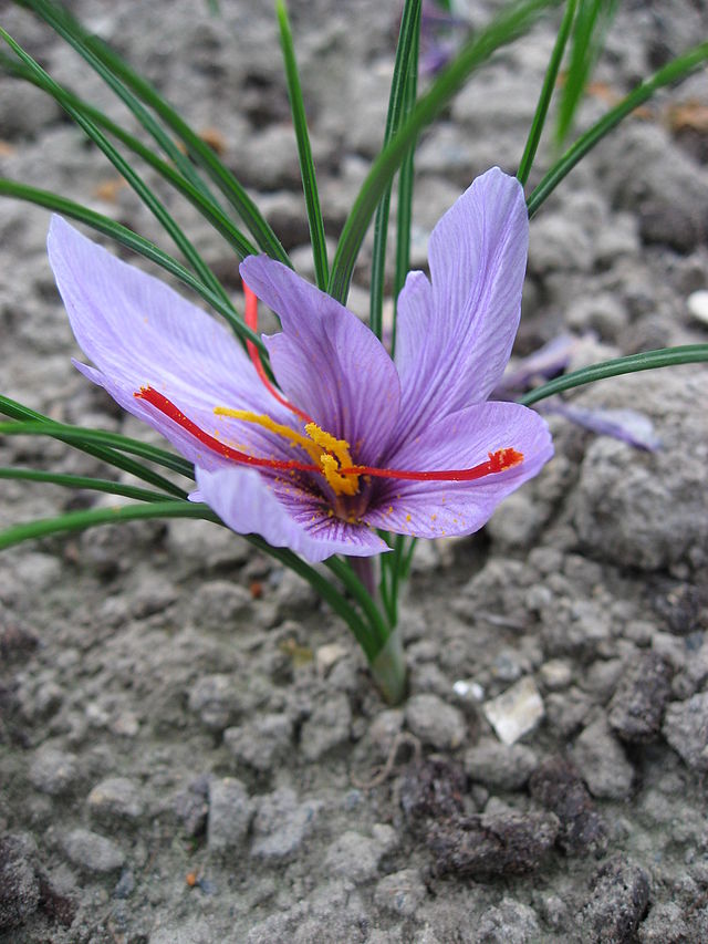 Fleur de Crocus sativus