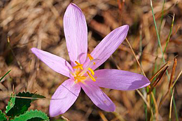 Fleur de Colchicum automnale, à 6 étamines