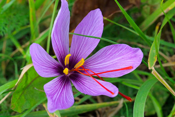Fleur de Crocus sativus, à 3 étamines