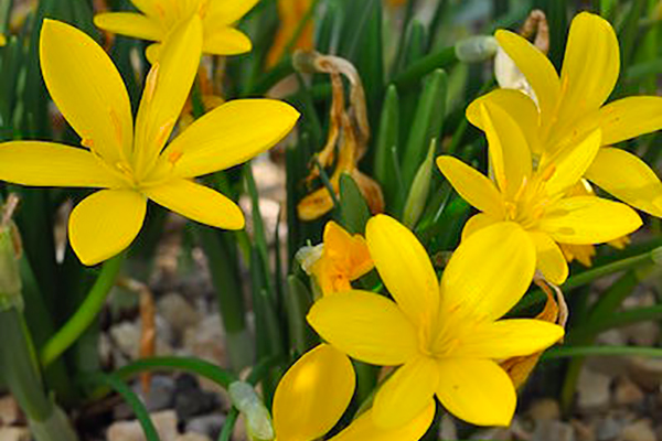 Fleurs jaunes de Sternbergia lutea
