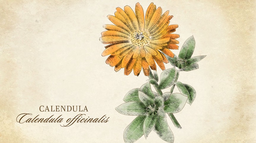Le Calendula : une Panacée Solaire des Quatre Saisons