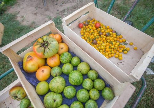 Récolte de légumes fruits