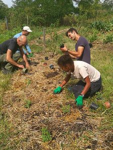 Plantation du Basilic "Africain" dans le jardin du projet Intégraterre, association ELLSA à Achères