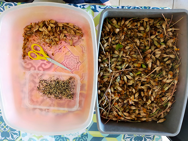 Tri des semences de Tagète "France’s Choice" chez Sandrine B. à Lamasquère
