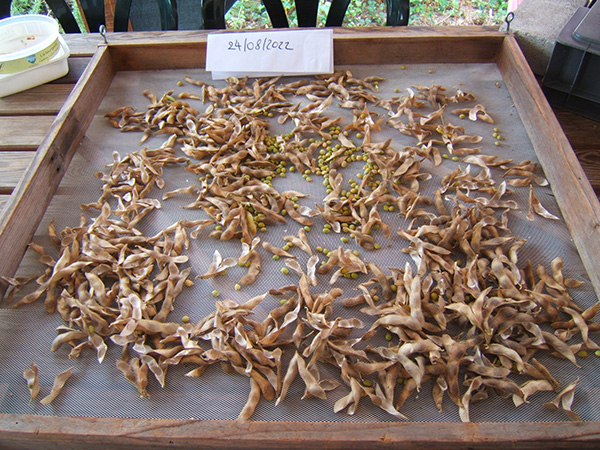 Séchage des semences de Soja Edamame "Sayamusume" chez Adeline B. à Luneville