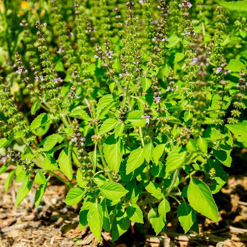 Basilics, Basilics-Sacré, Tulsi, Maison de Kokopelli Basilics, Basilics-Sacré, Tulsi, Maison de Kokopelli