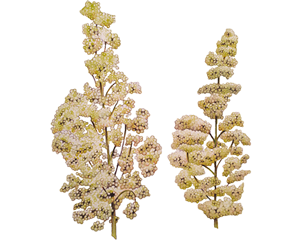 Quinoa “Chadmo” Chenopodium quinoa
