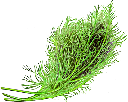 Aneth “Greensleeves” Aneth “Greensleeves” Anethum Graveolens