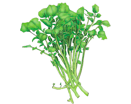 Cresson alénois “À Feuilles Simples” Lepidium sativum