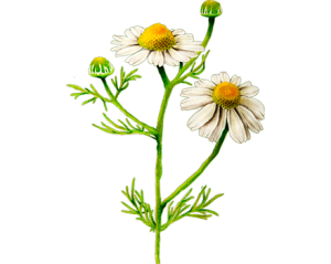 Camomille noble