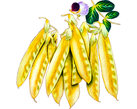 Pois Gourmand à Rames “Golden Sweet” Pisum sativum