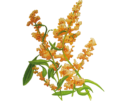 Quinoa “Oro de Valle” Chenopodium quinoa